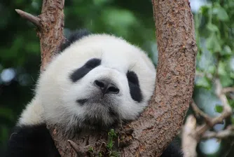 Рядко явление: Панда роди близнаци в зоологическа градина (видео)