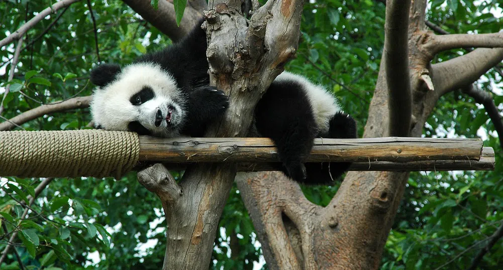 Бебе панда вдигна цената на акциите на борсата в Токио