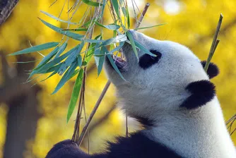 Китай: Гигантските панди вече не са застрашен вид
