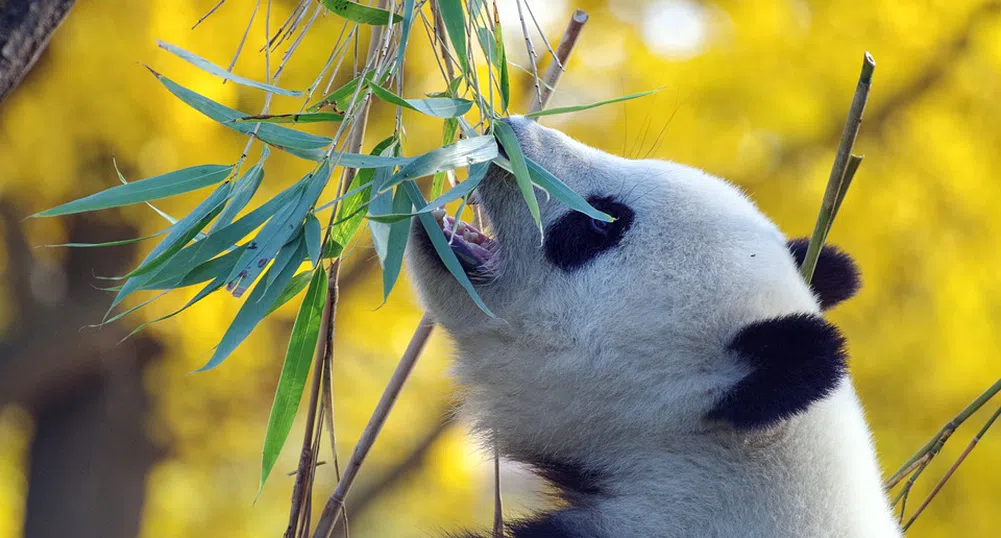 Китай: Гигантските панди вече не са застрашен вид