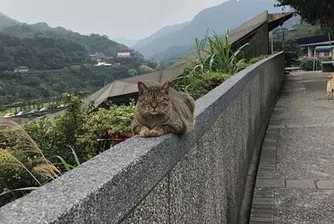 Как стотици улични котки спасиха тайванско селище