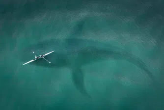 Случайно заснето видео показва най-голямата жива риба в света