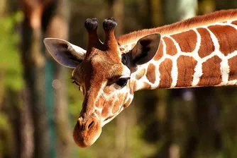 Откриха жирафи-джуджута в Африка