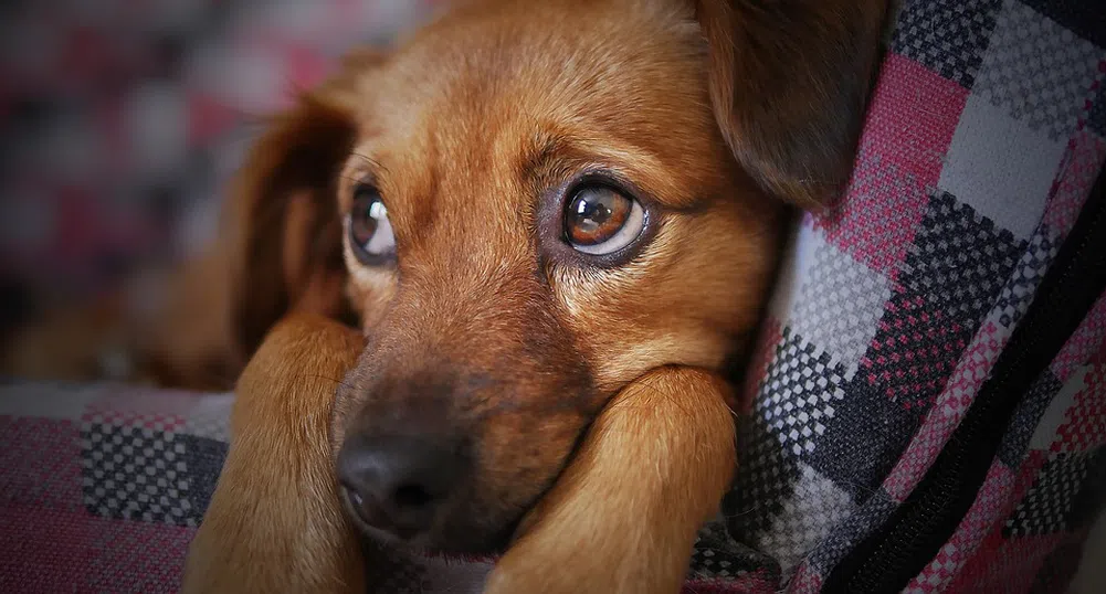Кучешките очи са еволюирали, така че да се харесват на хората