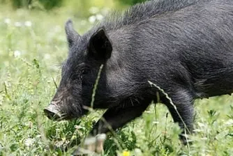 България на път да загуби уникална стара порода свиня