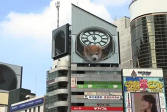Сладки 3D кучета и котета развълнуваха японците