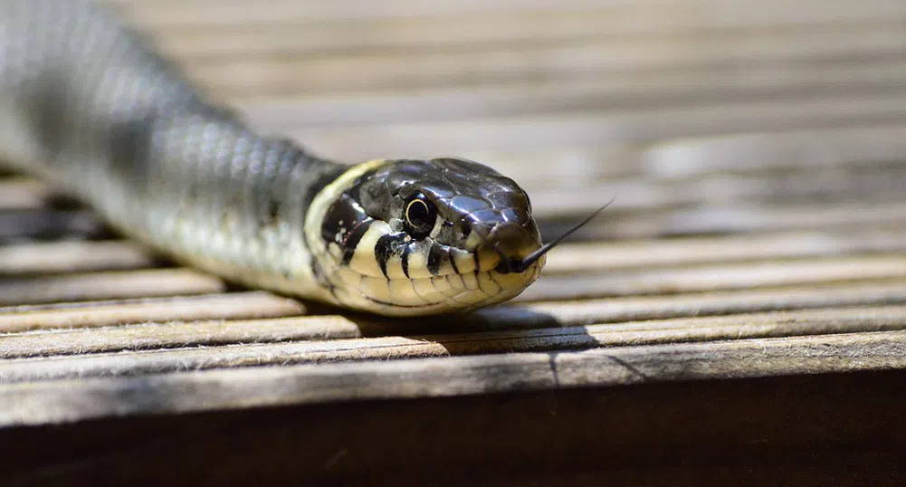Една от най-отровните змии на планетата затвори улица в Мелбърн