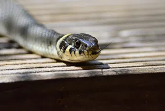 Една от най-отровните змии на планетата затвори улица в Мелбърн