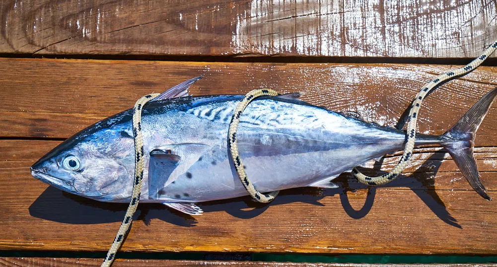 Риба тон за 1.8 млн. долара продадоха в Япония