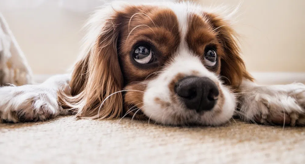 Hilton ще предлага специално меню за кучета в 32 от хотелите си