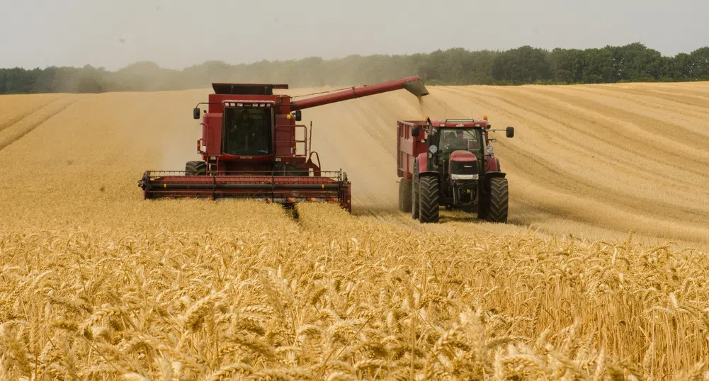 Как Индия се превърна в ключов износител на пшеница?