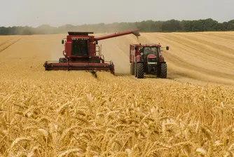 Как Индия се превърна в ключов износител на пшеница?
