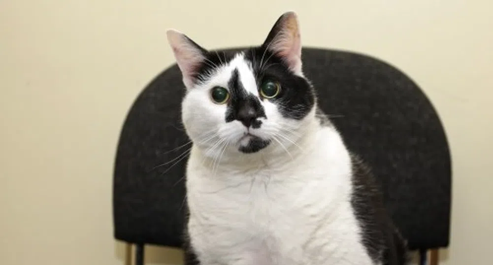 Най-дебелата котка във Великобритания шокира с габарити
