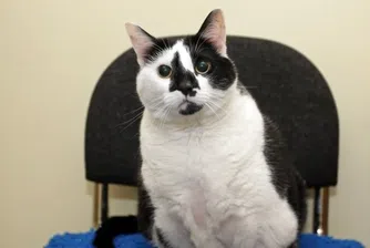 Най-дебелата котка във Великобритания шокира с габарити