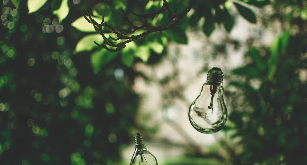 Могат ли светещи растения да заменят електрическите крушки?