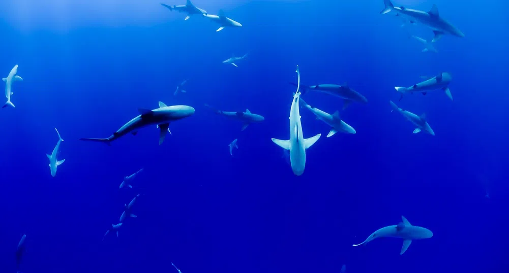 Гигантска светеща в тъмното акула живее в дълбокия океан край Нова Зеландия