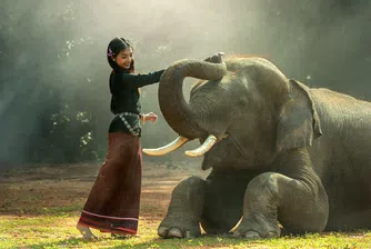 Идва ли краят на слонския бизнес в Тайланд?