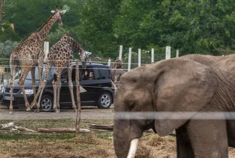 Унгарски цирк се превърна в сафари парк