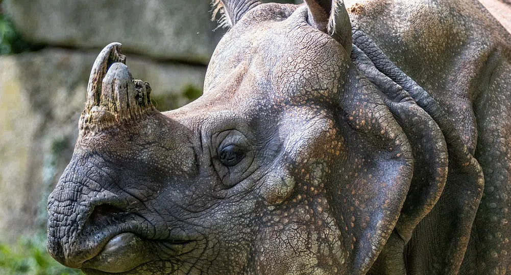 Посетители надраскаха имената си върху носорог в зоопарк