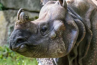 Посетители надраскаха имената си върху носорог в зоопарк