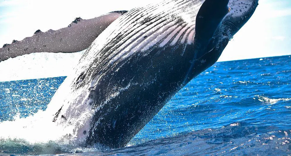 Кралство Тонга ви зове да плувате с пеещи китове