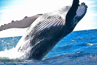 Кралство Тонга ви зове да плувате с пеещи китове