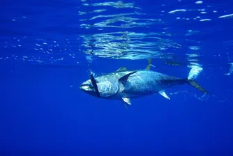В Япония продадоха най-гигантската риба тон в историята