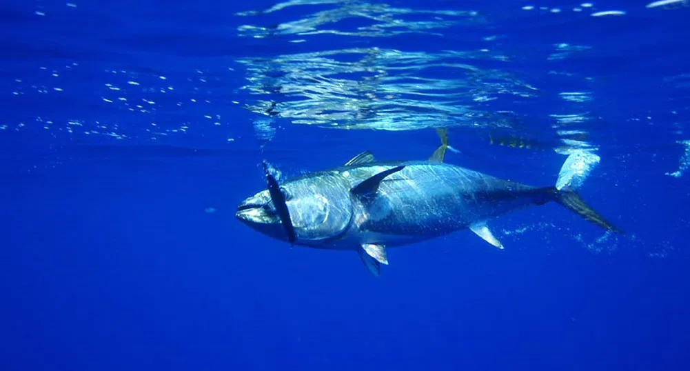В Япония продадоха най-гигантската риба тон в историята
