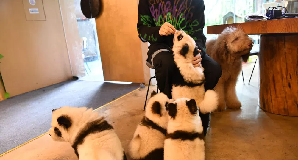 Китайско кафене боядиса кучета, за да приличат на панди