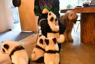 Китайско кафене боядиса кучета, за да приличат на панди