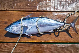 Милениалите не ядат риба тон. Те дори нямат отварачки за консерви