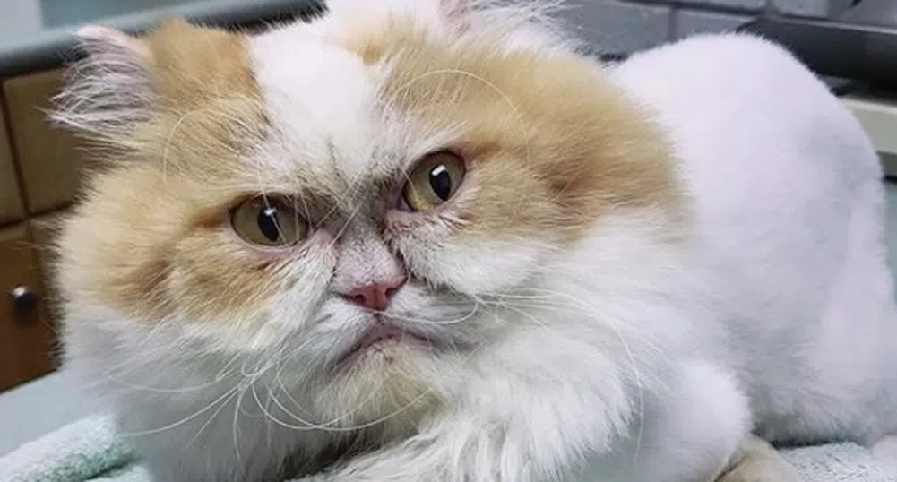 Интернет си намери нова "намръщена" котка
