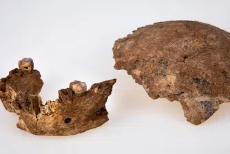 Останки на непознат праисторически човек бяха открити в Израел