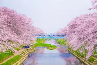 Японските вишни ще цъфнат по-рано тази година, вижте красотата на сакура