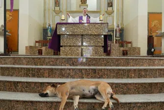 Защо свещеник кани улични кучета в храма по време на служба?