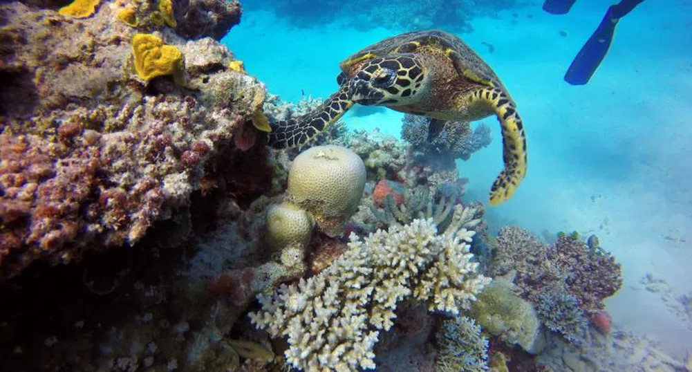 Големият бариерен риф е извън опасност – засега