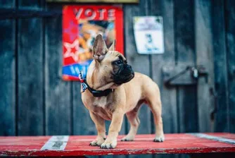 Френски булдог ще управлява градче, което от 1998 избира кучета за кметове