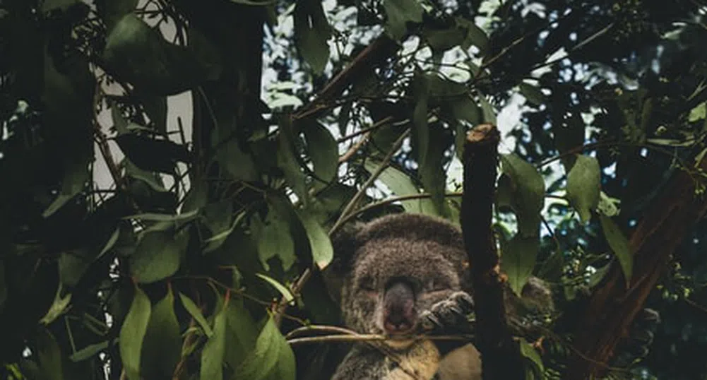 Австралия обяви коалите за застрашен вид
