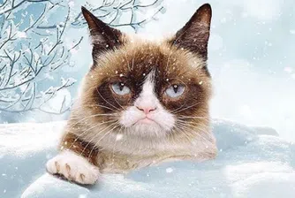 Котка спечели 700 хил. долара, въпреки това не се усмихна