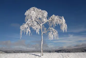 116 снегорина чакат на предварително предвидените места в София