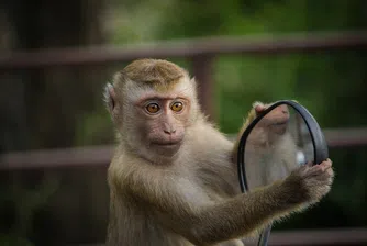 Маймуна алкохолик получи доживотна присъда в Индия
