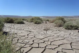 Най-сухото място на Земята се покри с цветя