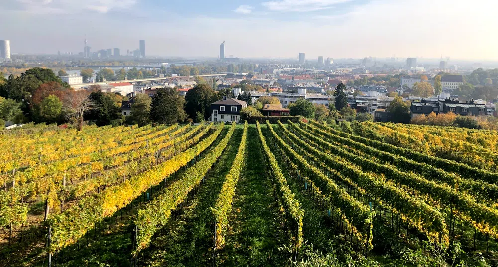 Вино не се прави само на село. Коя е "градската винарна" на Европа?