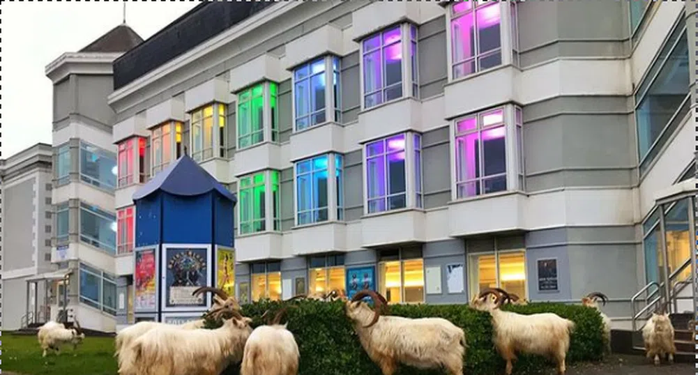 Диви кози завладяха улици на курорт в Уелс и се наредиха на опашка пред мол