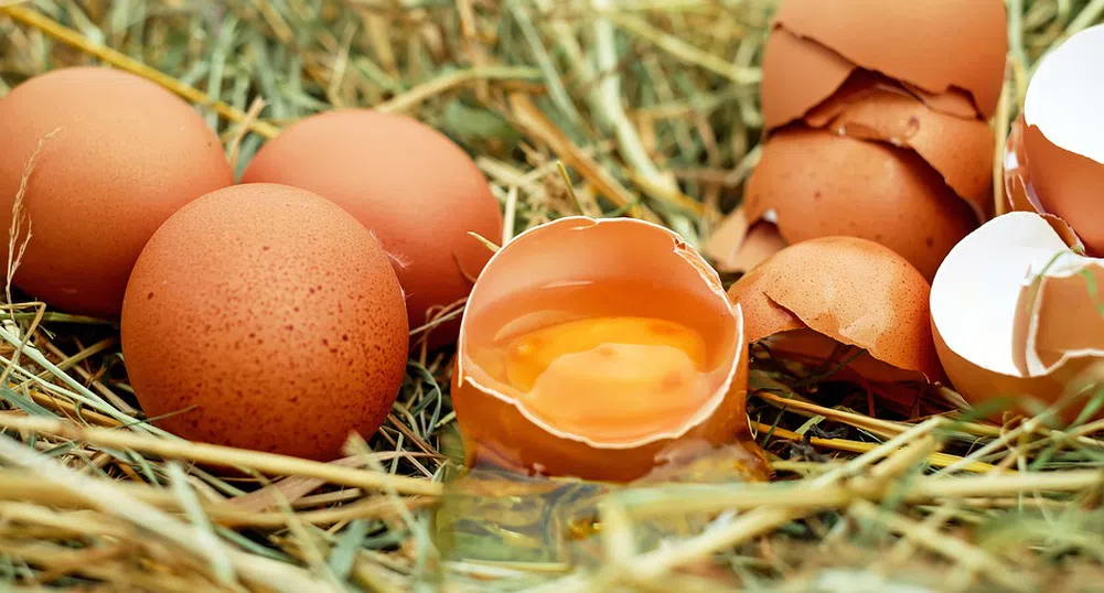 Заразени яйца с фипронил са открити в 15 страни членки на ЕС