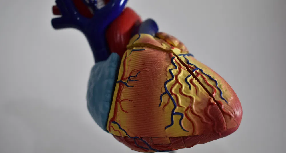 Учени "отглеждат" човешки сърца, създадени от стволови клетки
