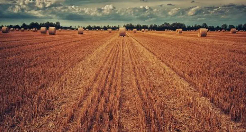 ССБ затвори седмицата с големи сделки за пшеница при 719,50 лв. за тон