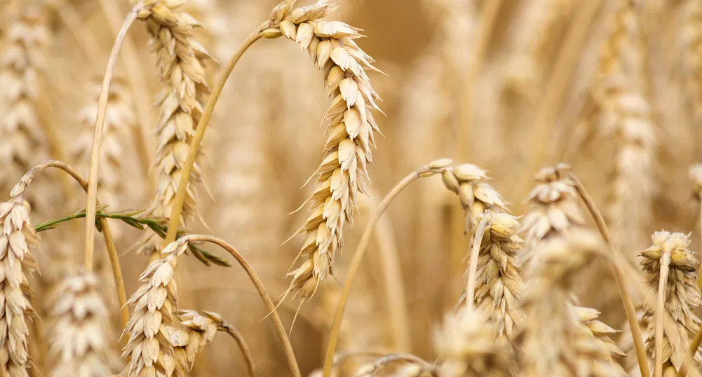 Пшеницата и соята с 9-годишни ценови върхове