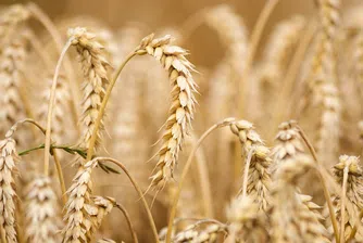 Пшеницата и соята с 9-годишни ценови върхове