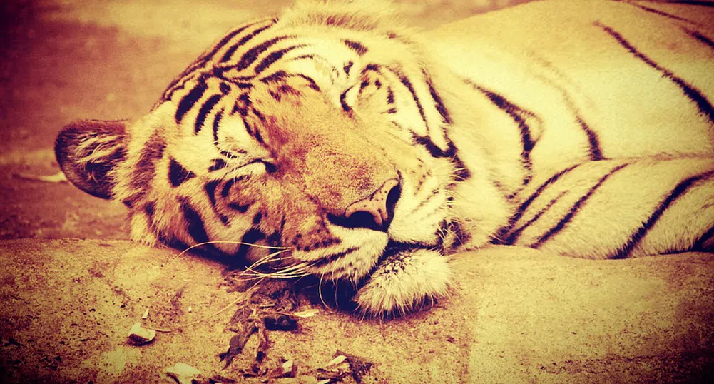 Някой се опита да изпрати тигър по пощата